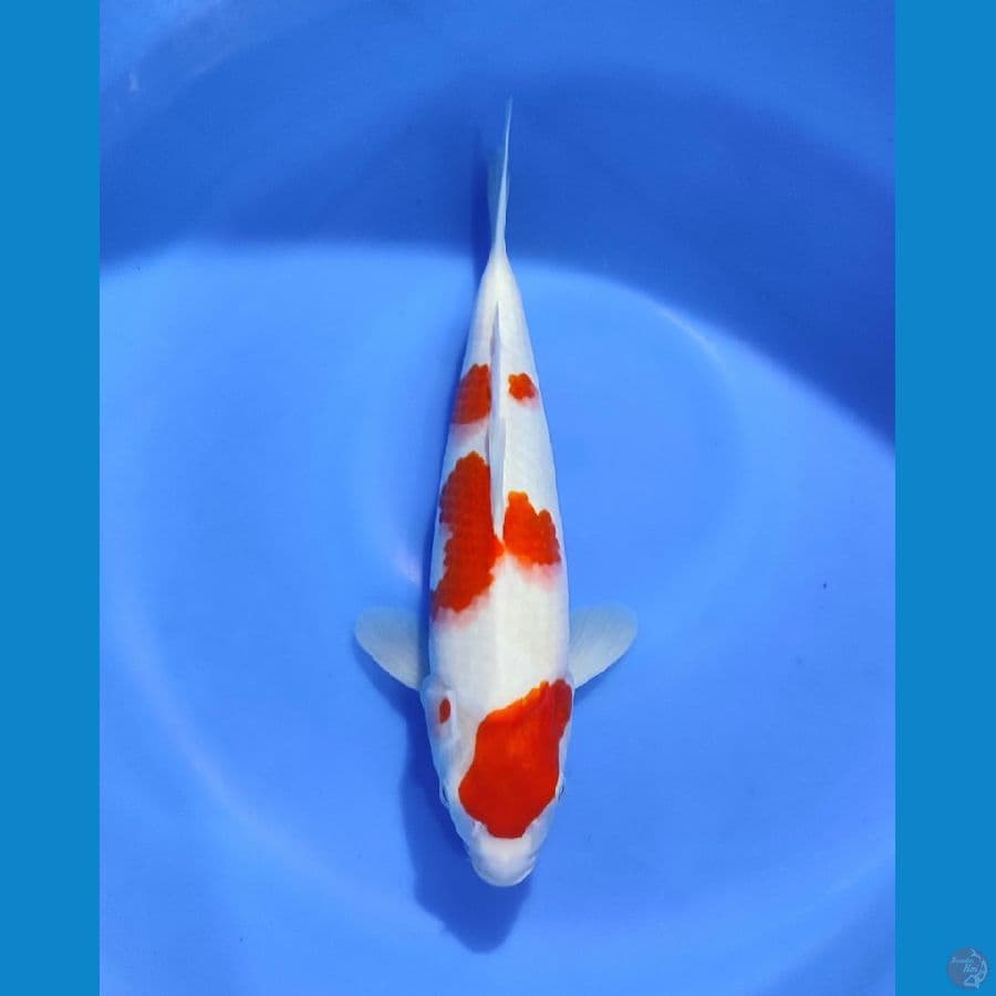 NGJI - KOHAKU