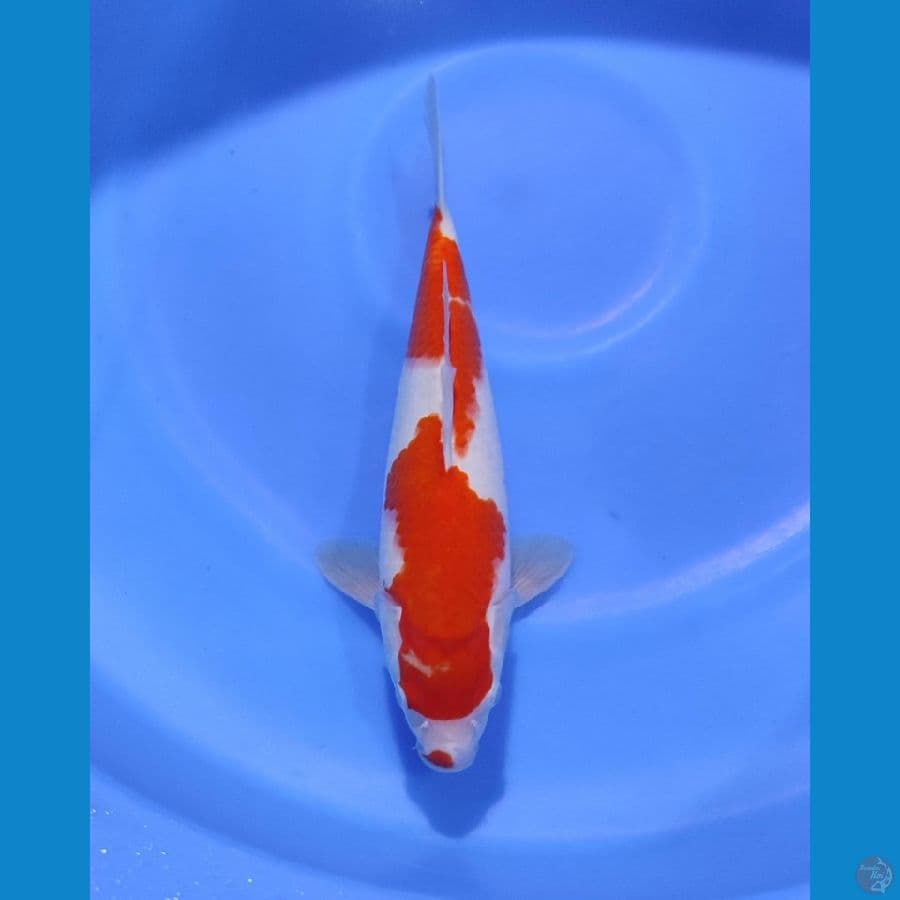 NGJI- KOHAKU 30CM