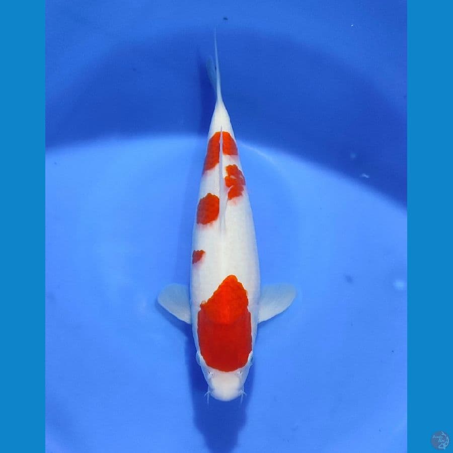 NGJI - KOHAKU 31 CM MALE