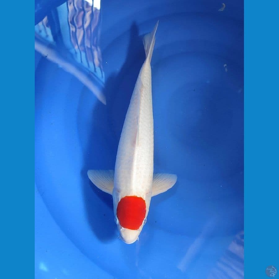 NGJI - TANCHO KOHAKU , 41 CM MALE