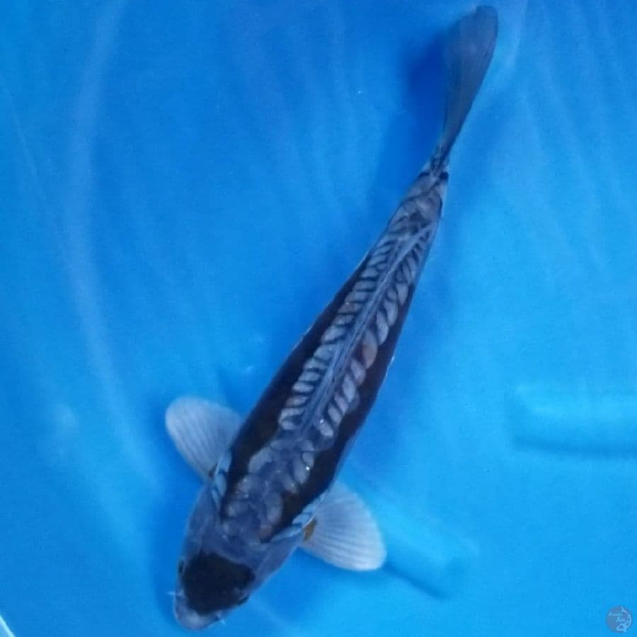MARUTEN OCHIBA ARAGOKE 38 CM MALE