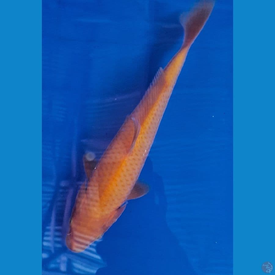 RED KARASHI (22CM)