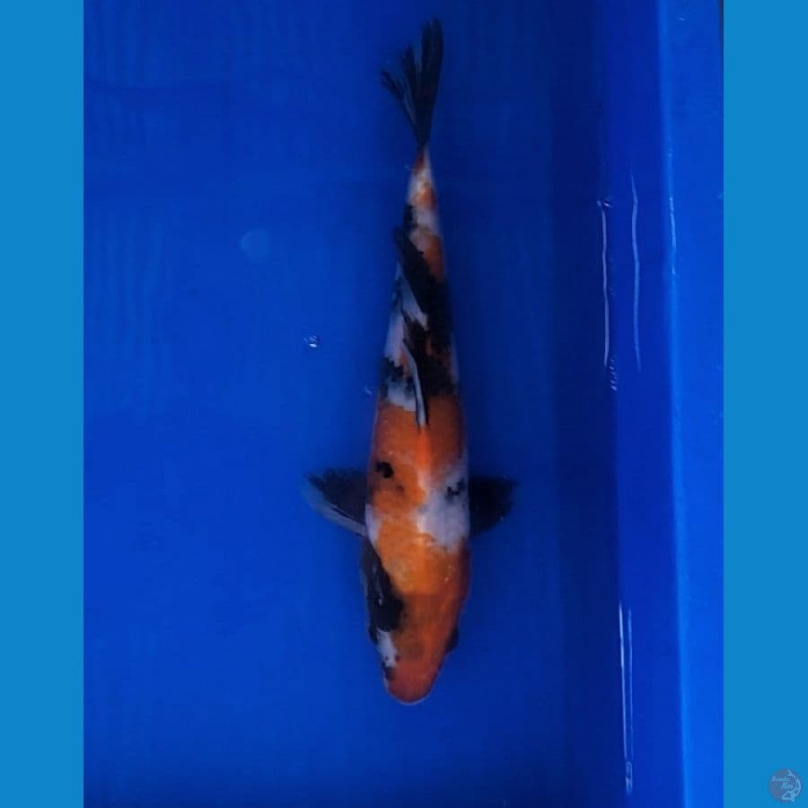 SHOWA (22CM)
