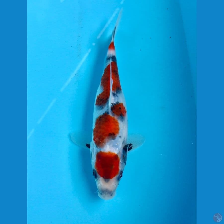 showa tategoi 20cm