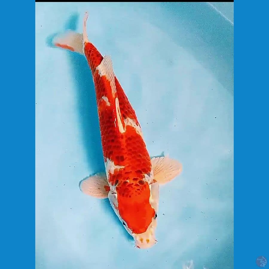 41 cm jumbo benigingga male
