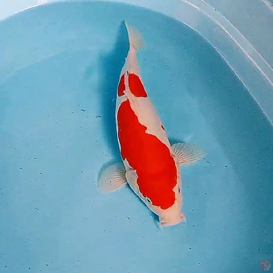 35 cm doitsu kohaku good body