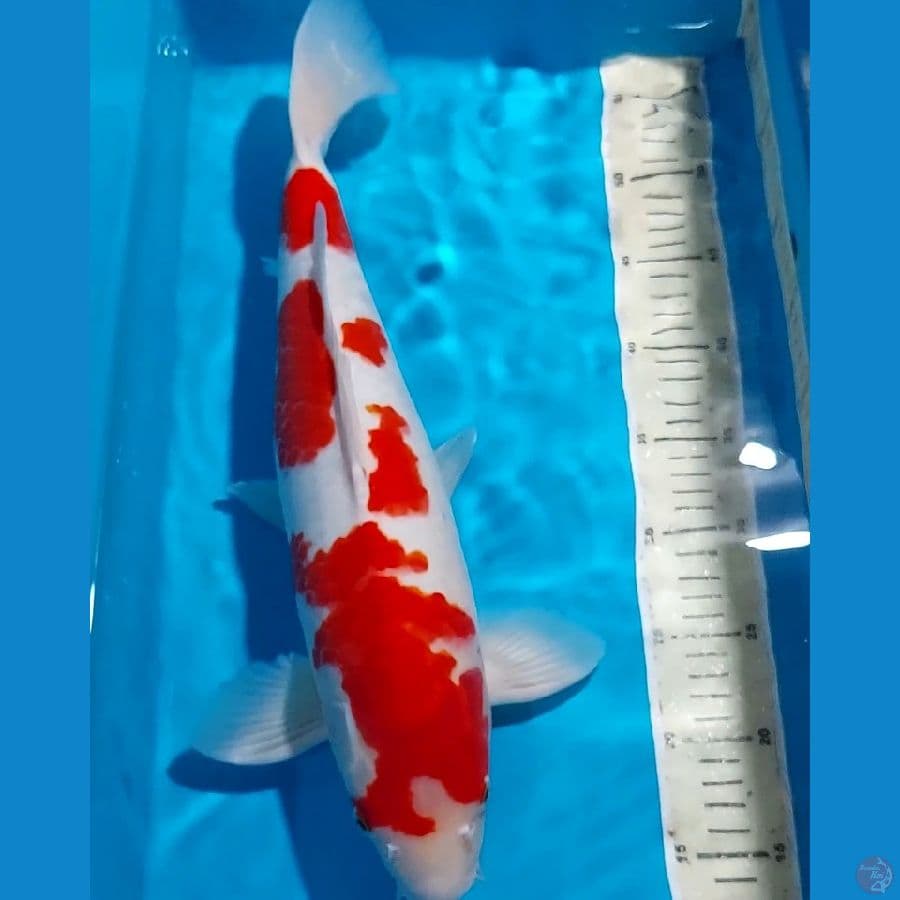 KOHAKU BERPUNUK BULKY 43 CM JANTAN