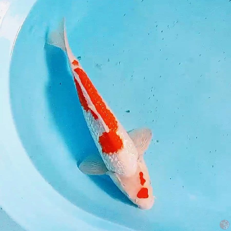 32 cm kohaku ginrin