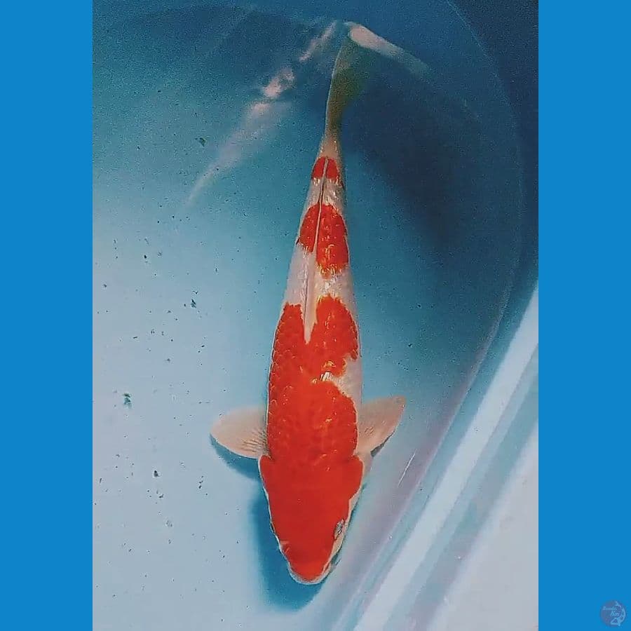 33 cm aigoromo ginrin ml