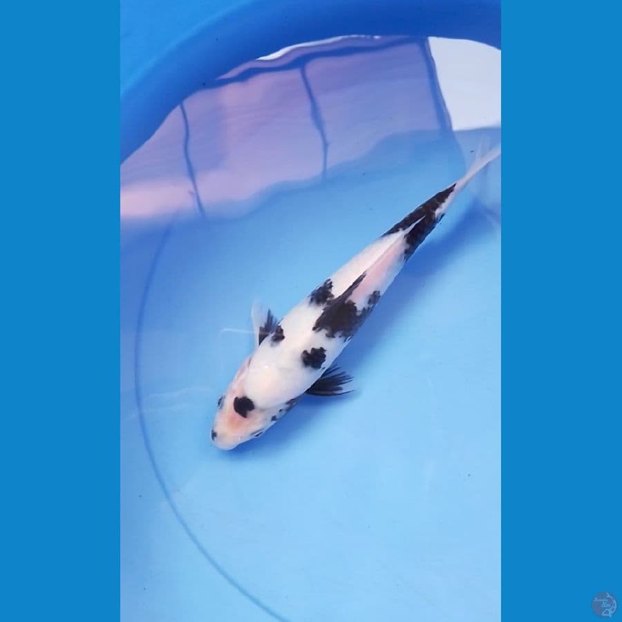 shiro putih