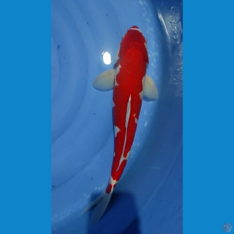 kohaku jntan 48cm