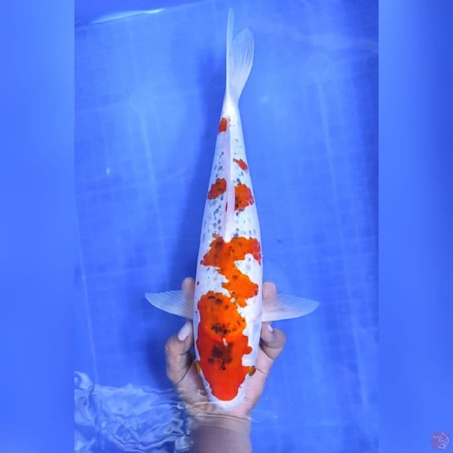 ( 42CM ) JUMBO GHOSIKI - FEMALE