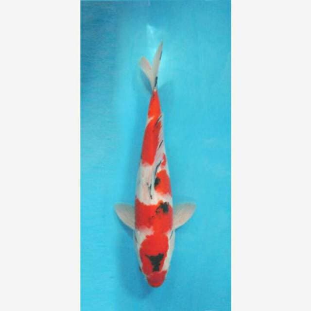 CENDRAWASIH KOI SHOP