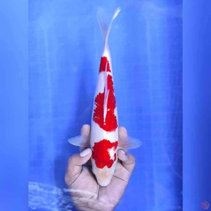 ( 29CM ) KOHAKU STRONG - MALE