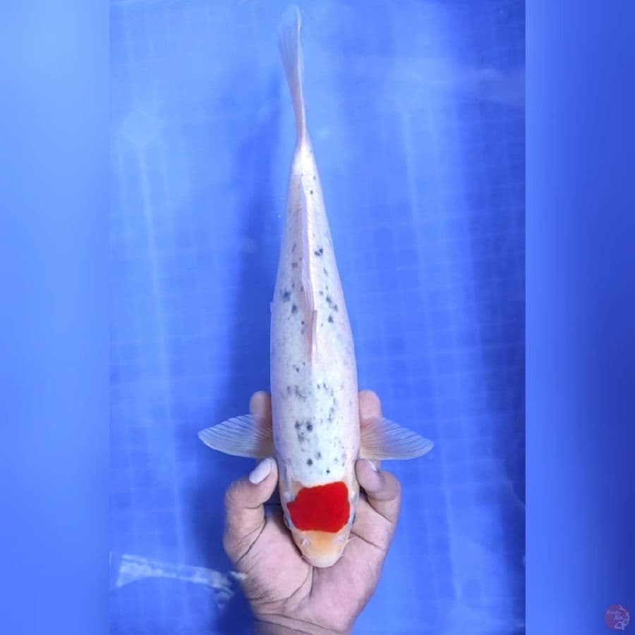 ( 34CM ) TANCHO GHOSIKI ORIGINAL - MALE