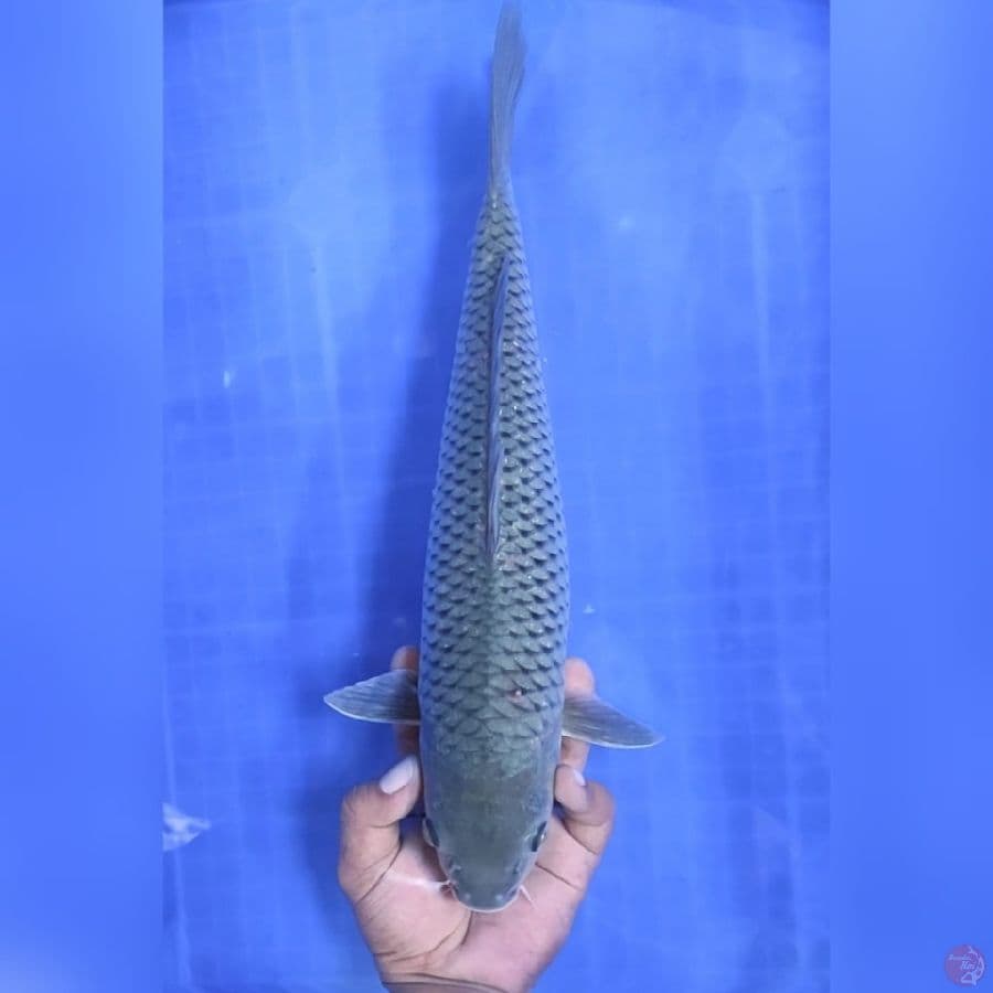 ( 37CM ) SORAGOI - FEMALE