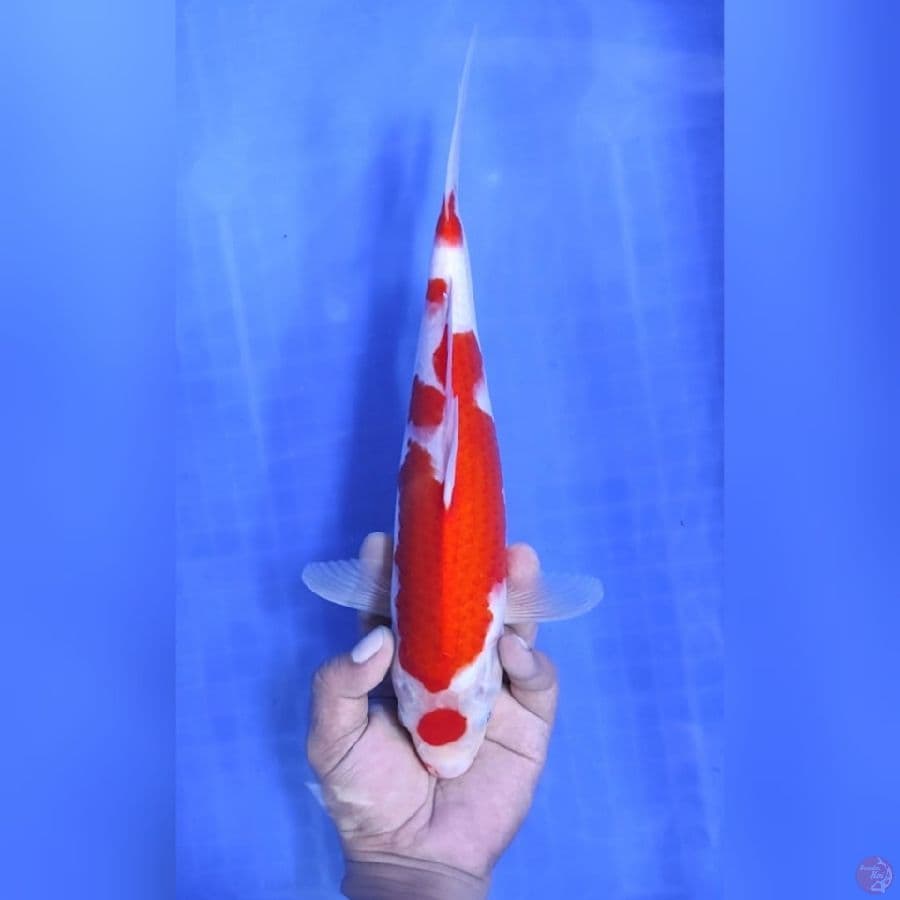 ( 32CM ) MARUTEN KOHAKU ORI - FEMALE