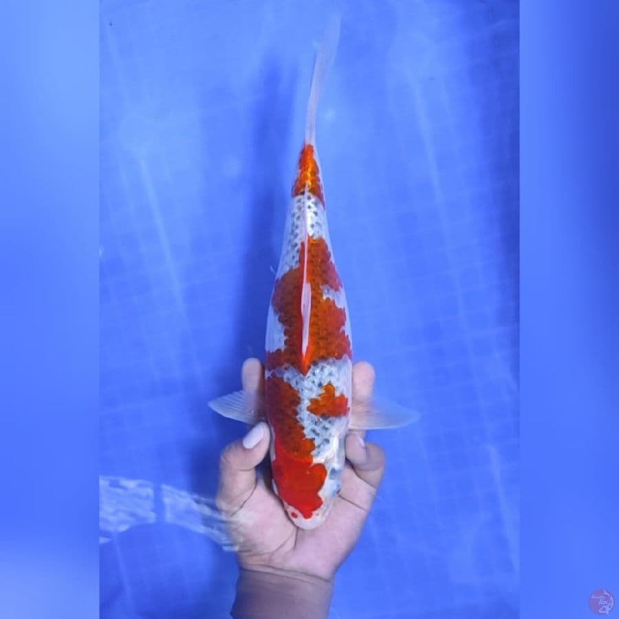 ( 32CM ) GHOSIKI MANTAP - FEMALE