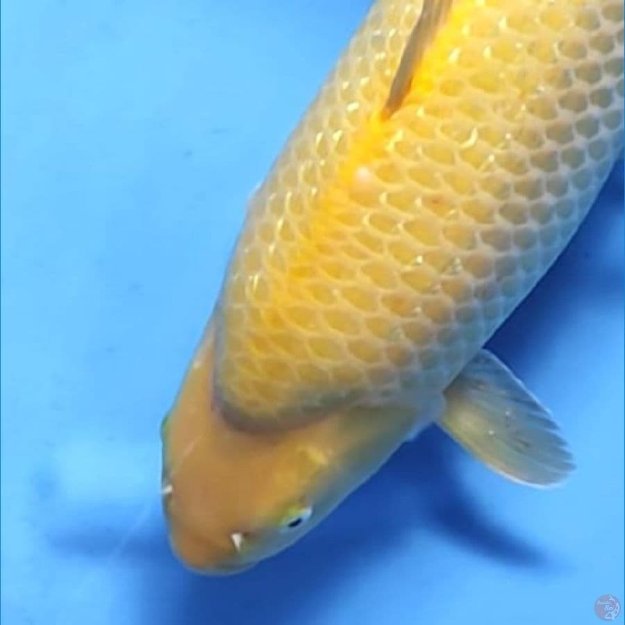 ( 45CM ) KARASHI GINRIN BULKY - FEMALE
