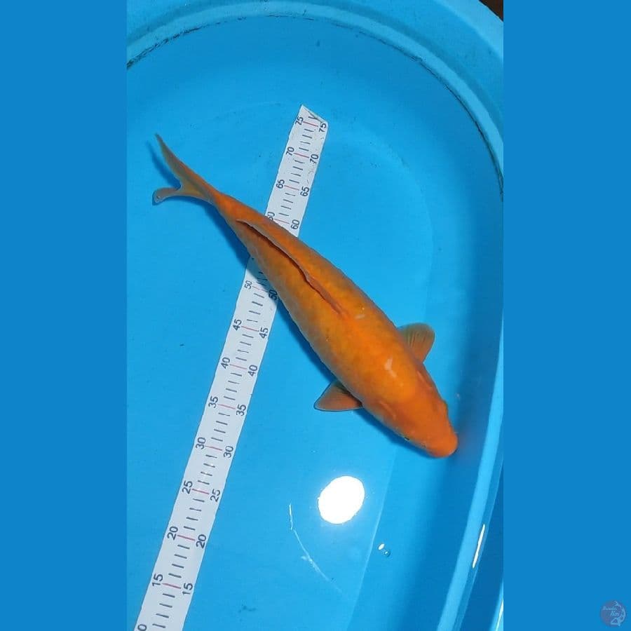 karashi manggo aragoke 51cm Betina