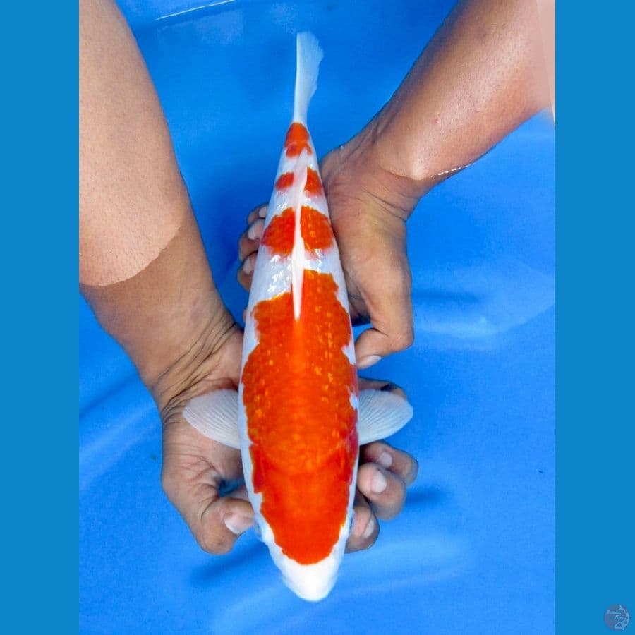 31cm - 4step Kingginrin A