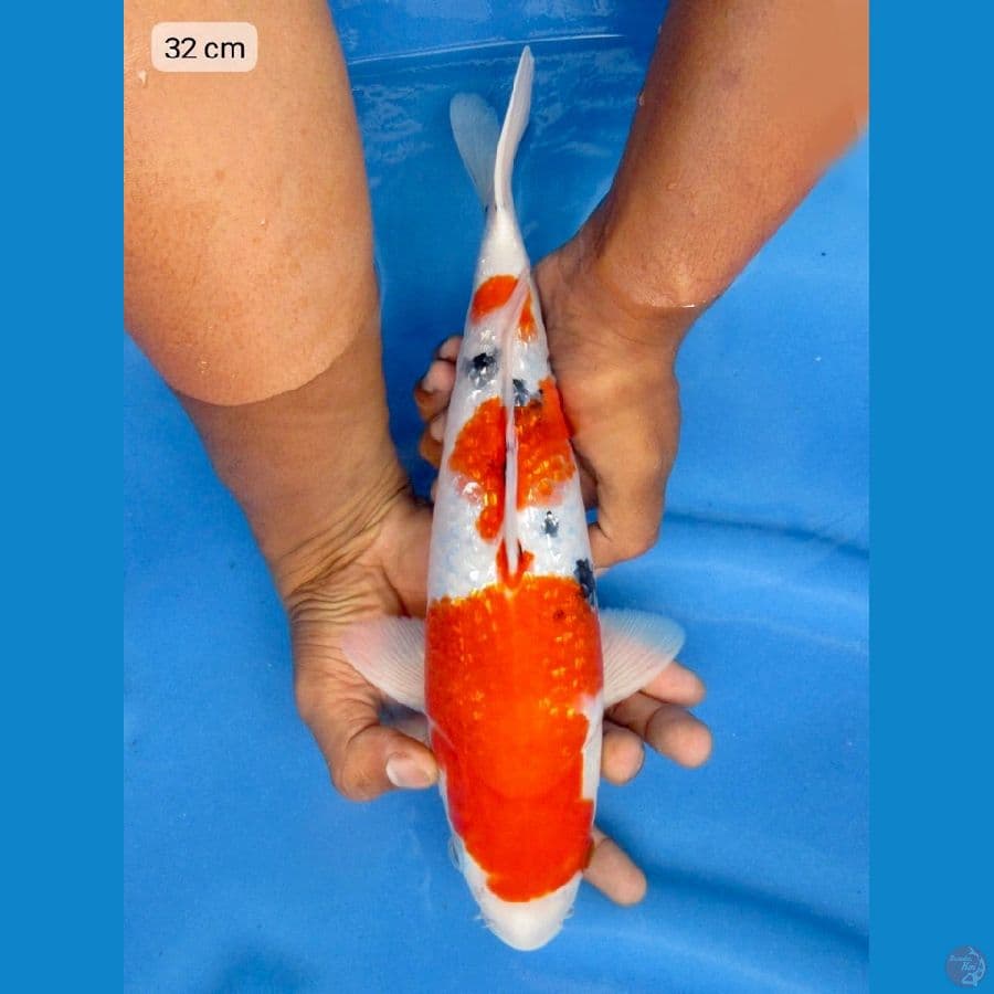 32cm - Male HQ Ginrin