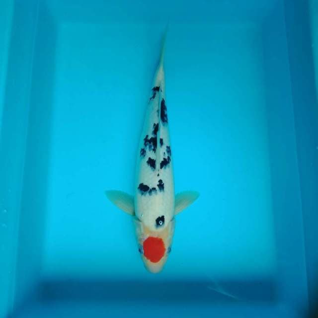 Tancho sanke 33 cm