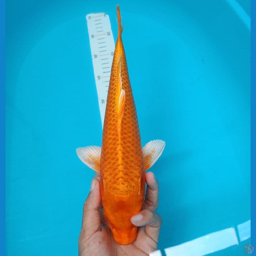 34cm Orenjiogon