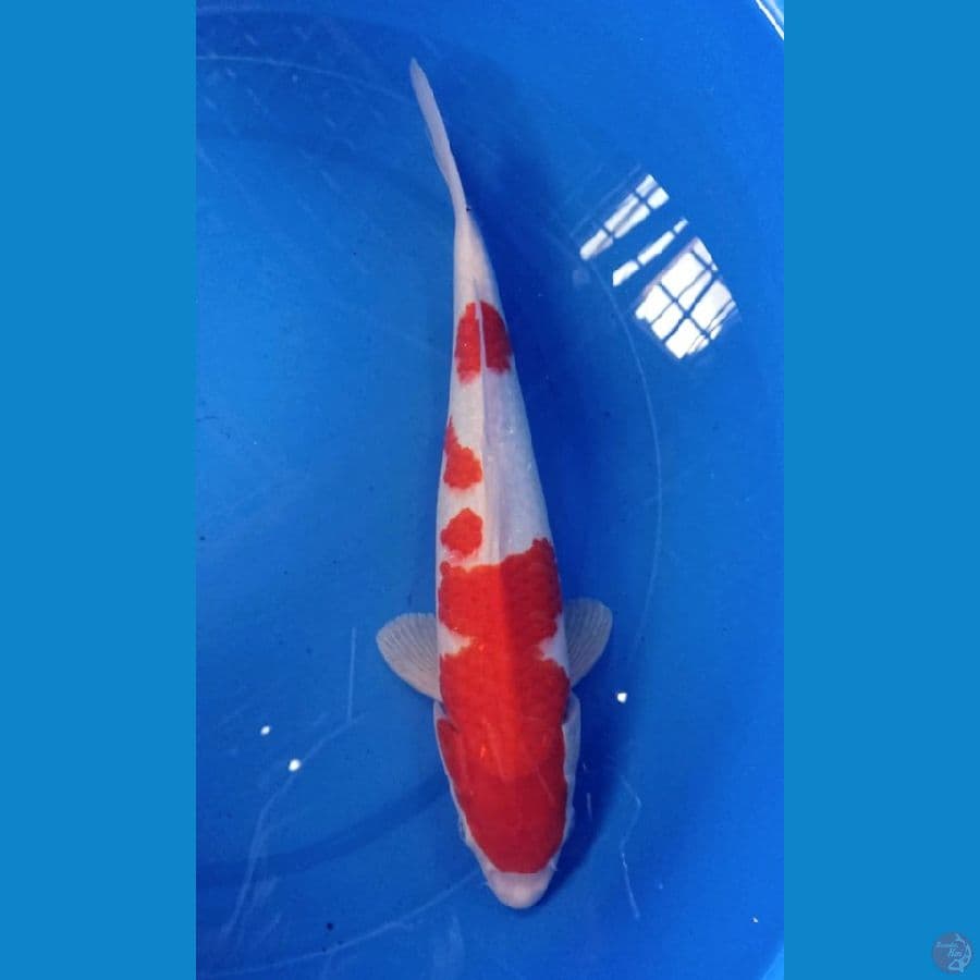 35cm kohaku red strong