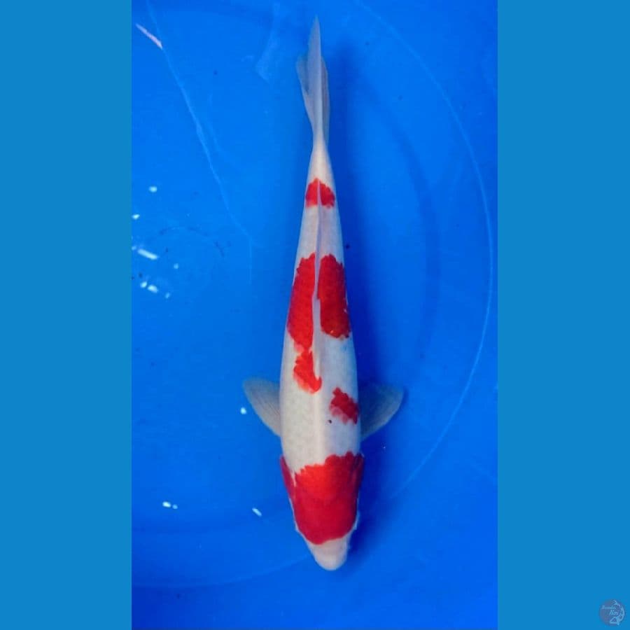 35cm kuhaku
