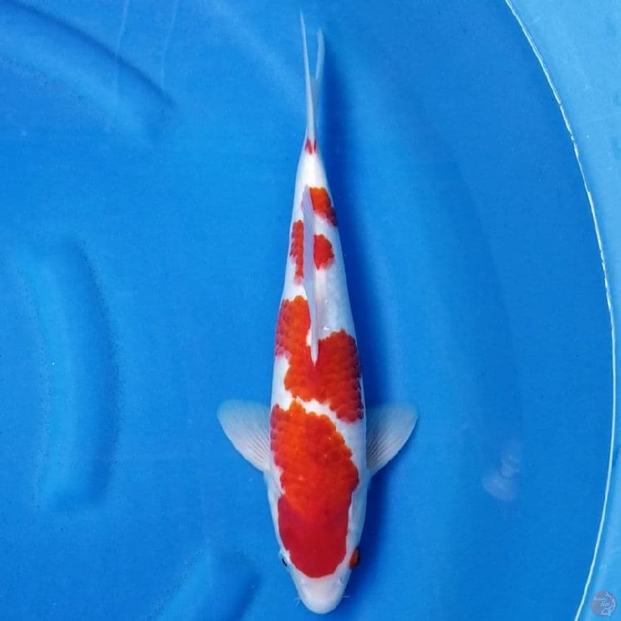 AIGOROMO 35 CM MALE