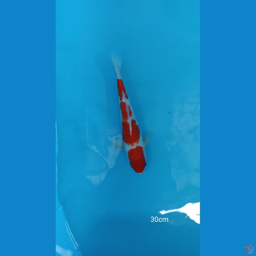 30cm kohaku