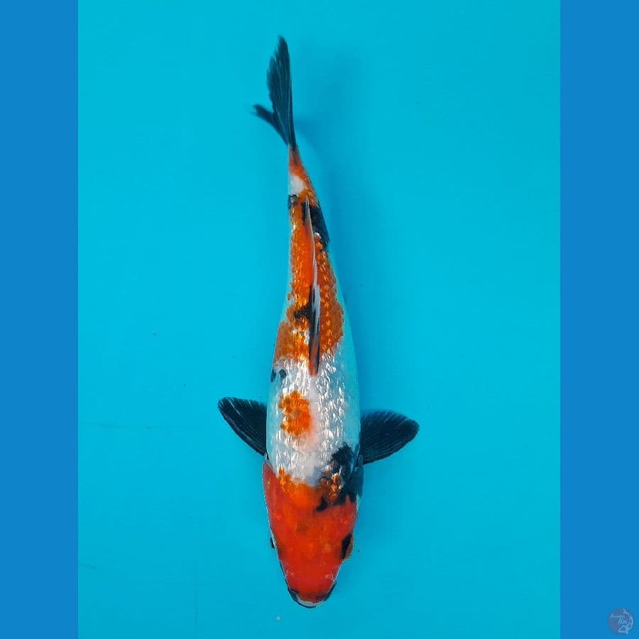 SHOWA GINRIN (16CM)