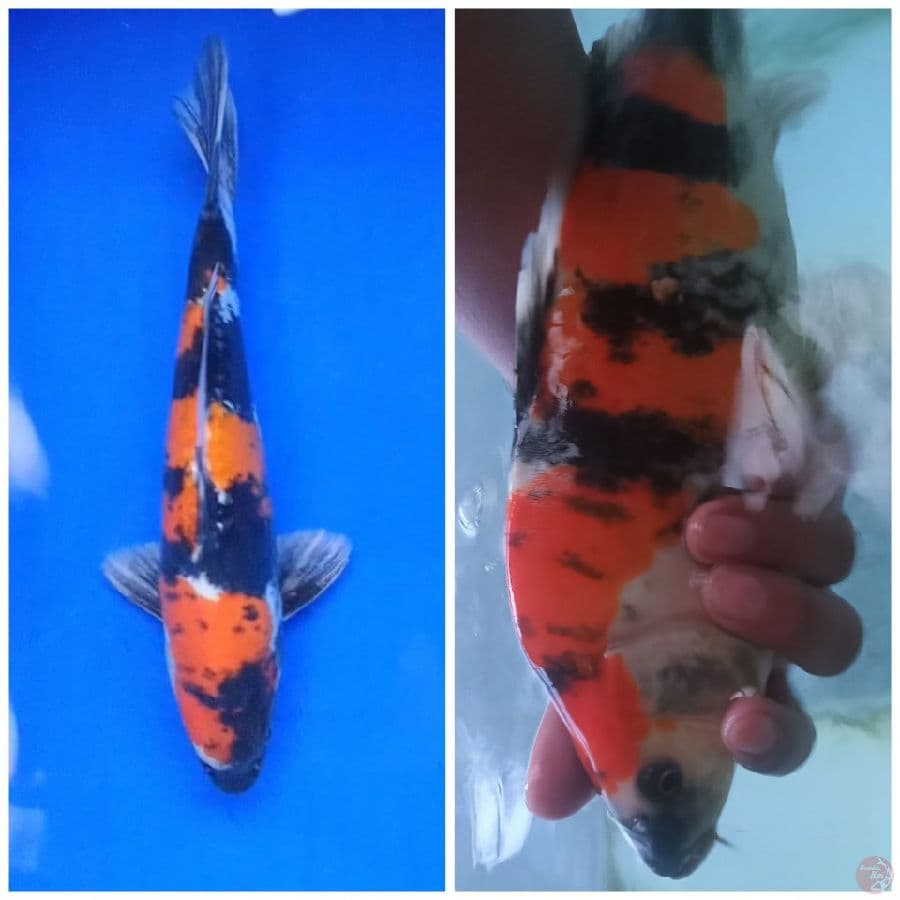showa doitsu punuk 33cm male