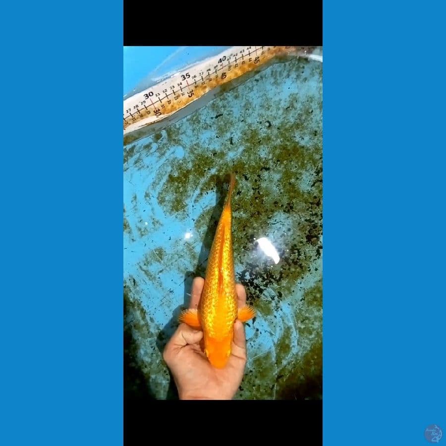Karasi 26CM Male Munuk