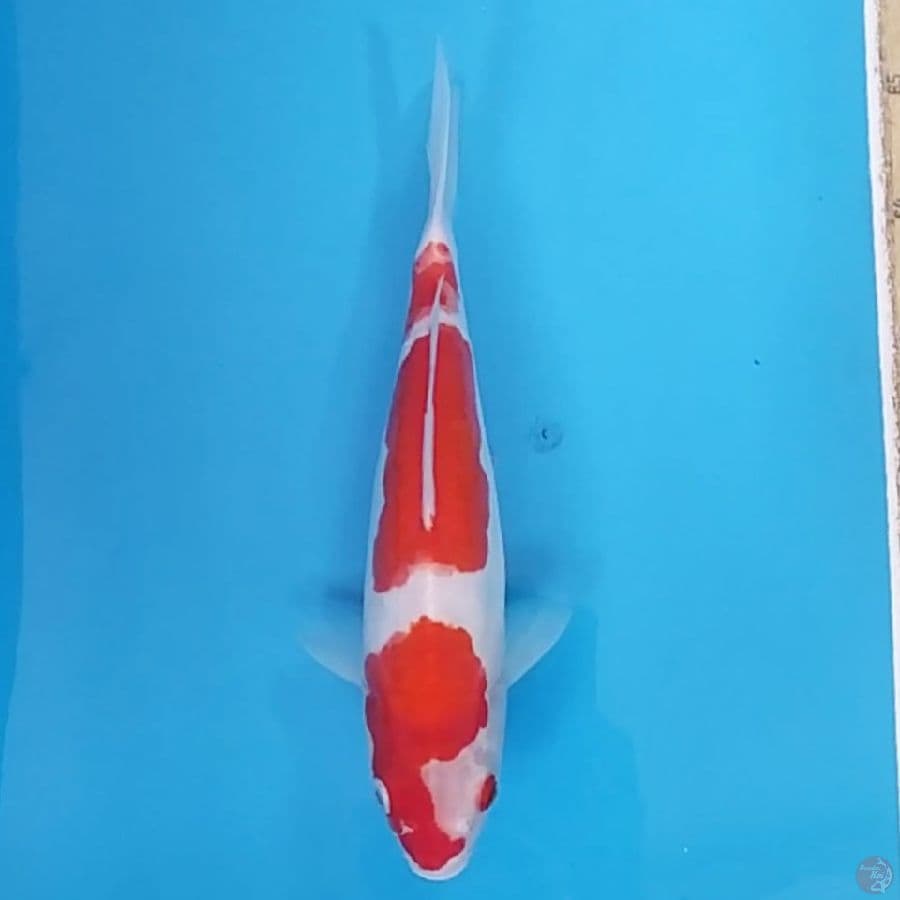 Kohaku Doit ~31 F