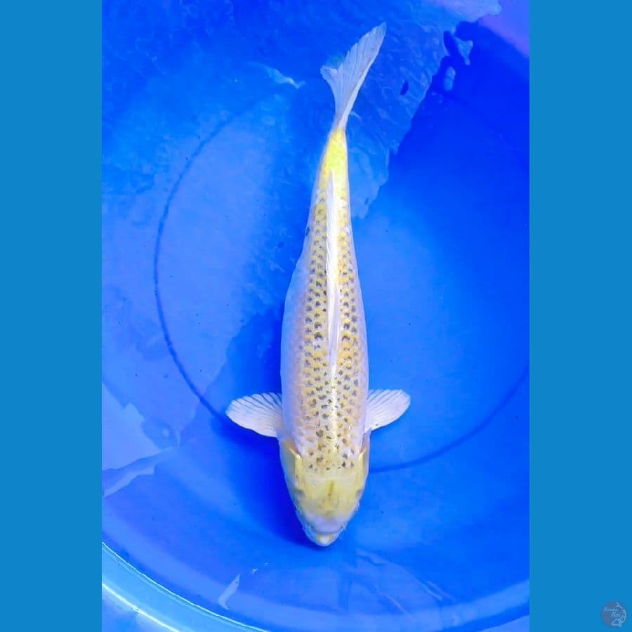 kujaku 48cm