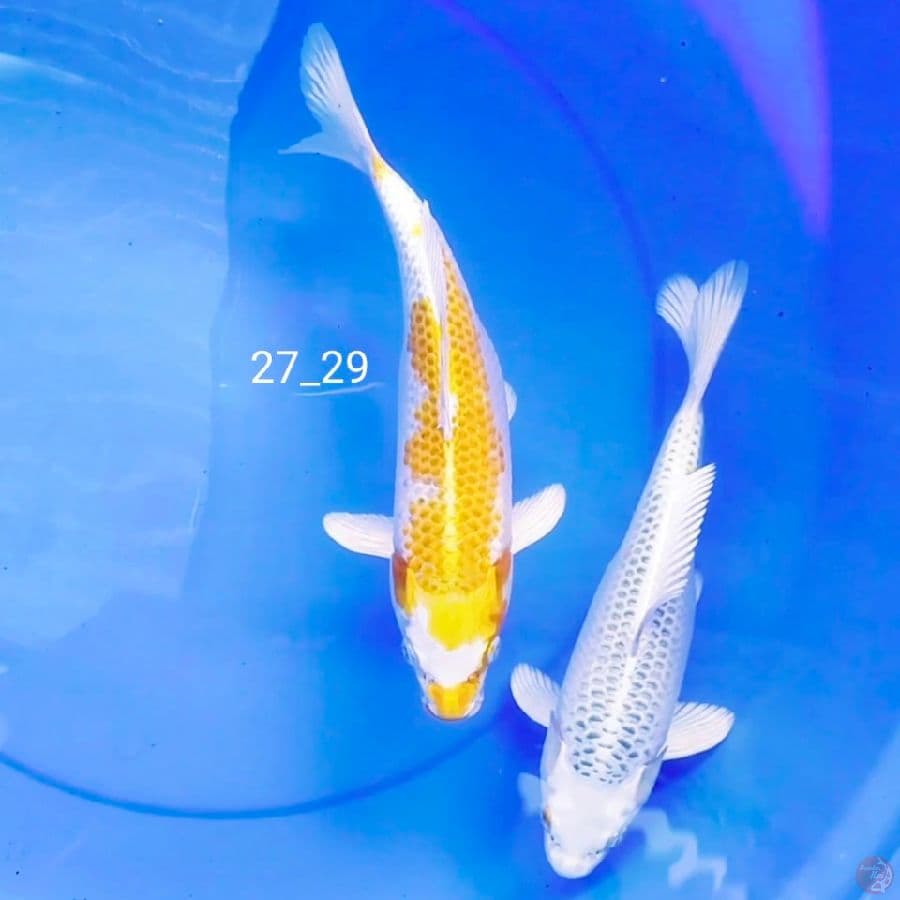 hariwake&matsuba 27_29cm