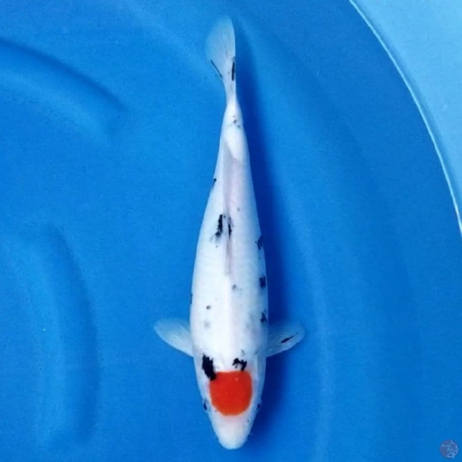 TC SANKE 31 CM