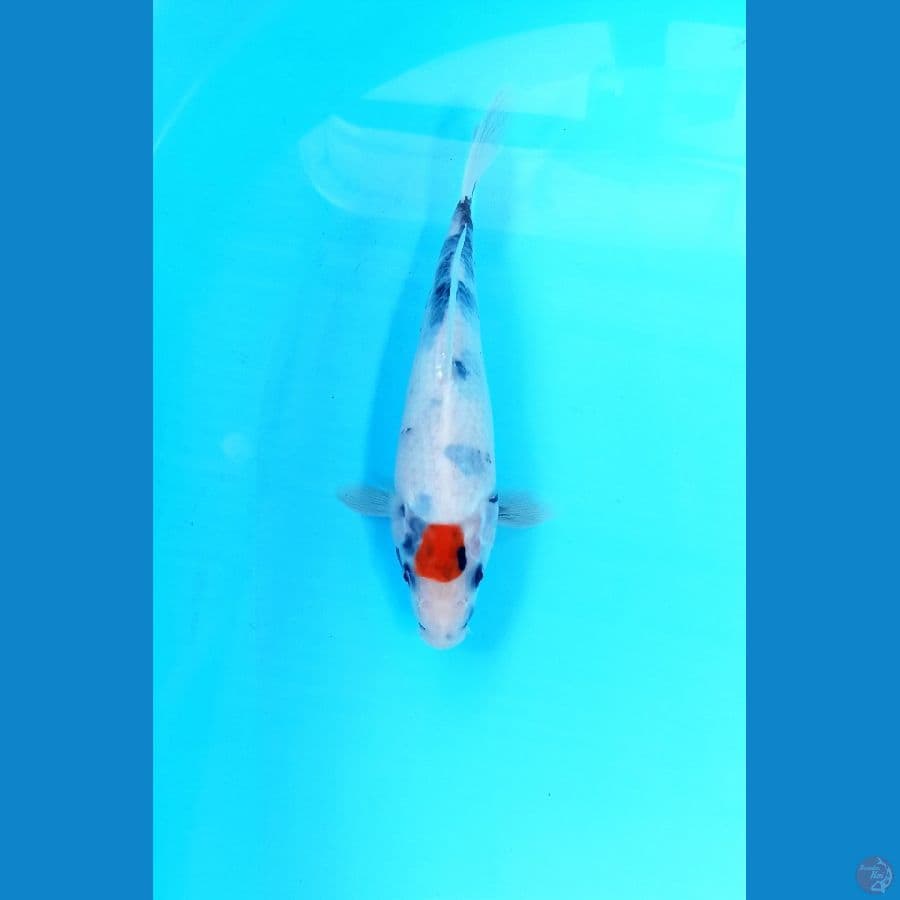 Tc showa 22cm
