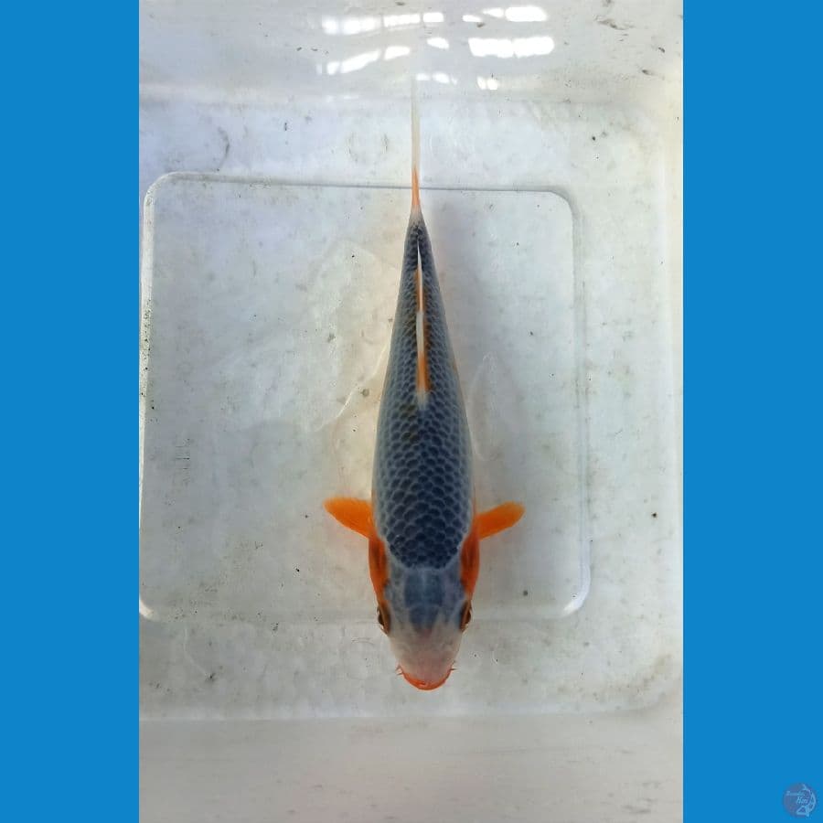 Asagi 14cm