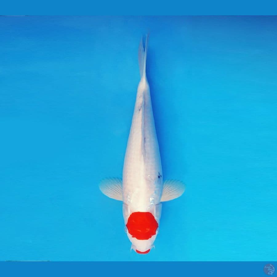 HANA 5 - Tancho Sanke 34 cm/fm ®