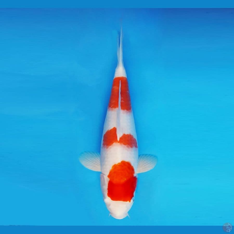 HANA 10 - Kohaku 37 cm/fm ®