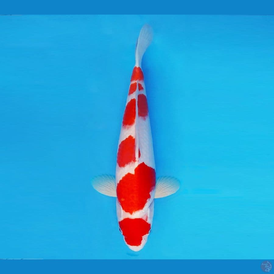 HANA 11 - Kohaku 34 cm/fm ®