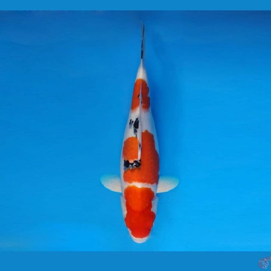 HANA 13 - Sanke 38 cm/fm ®