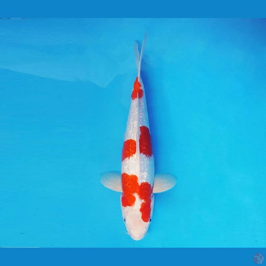 HANA 14 - Ai Goromo Gin Rin 28 cm/fm ®