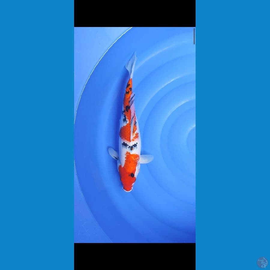 Sanke female 40 cm