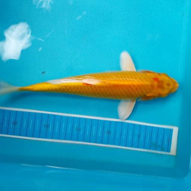 Yamabuki ogon