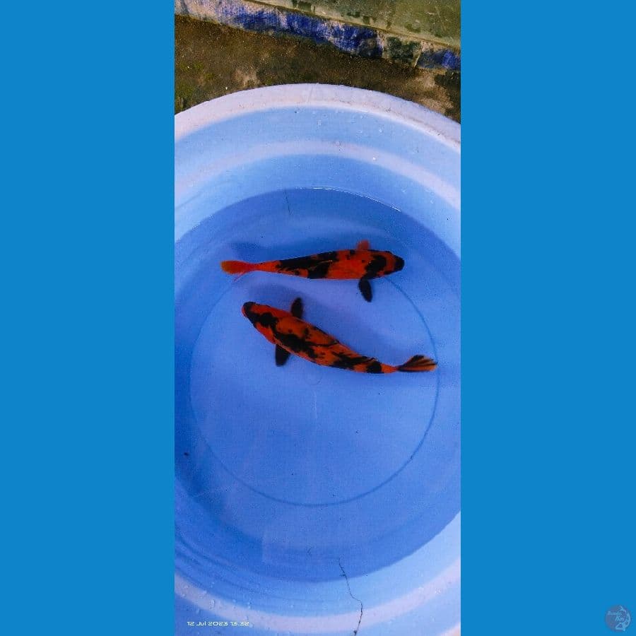 hi utsuri 25-26 cm