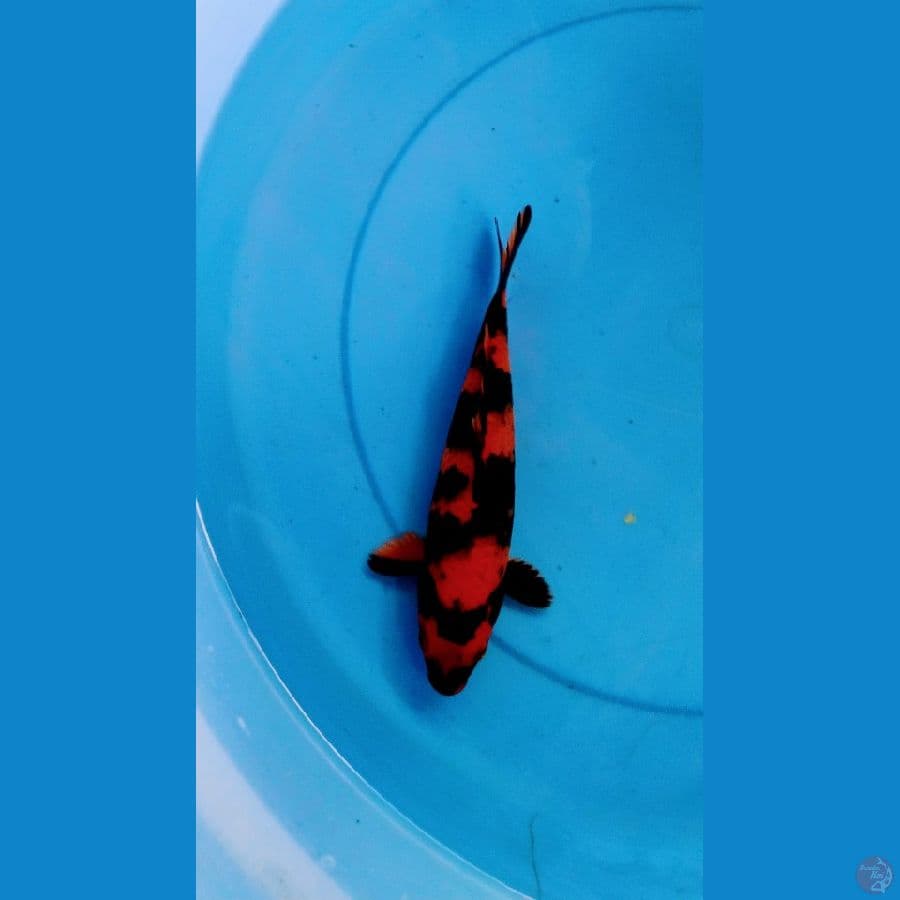 hiutsuri 20 cm